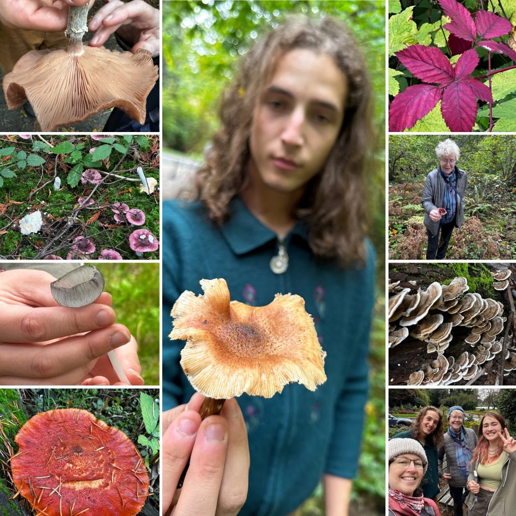Collage of mushrooms and people exploring them.