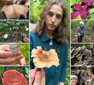 Collage of mushrooms and people exploring them.